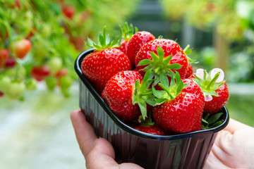 Harvest of fresh tasty ripe red strawberries growing on strawberry farm