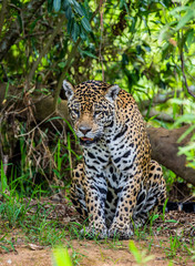 Fototapeta na wymiar Jaguar among the jungle. Close-up. South America. Brazil. Pantanal National Park.