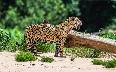 Jaguar stands on the sand against the backdrop of a picturesque landscape. South America. Brazil. Pantanal National Park.