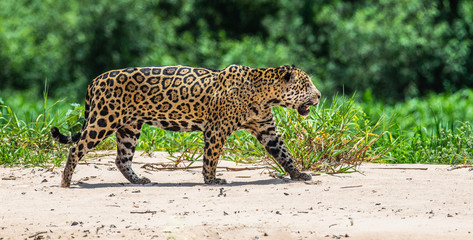 Jaguar is walking along the sand against the backdrop of beautiful nature. South America. Brazil....