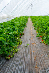 Green houses constructions on strawberry fields, strawberry plants in rows growing on  farm