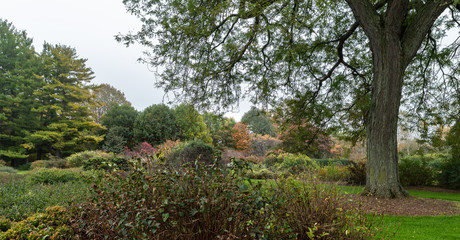Colorful autumn foliage on a gray day
