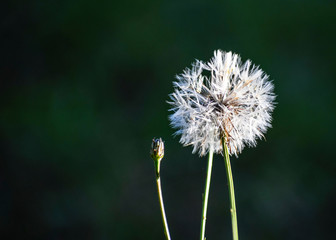 Diente de león: pide un deseo