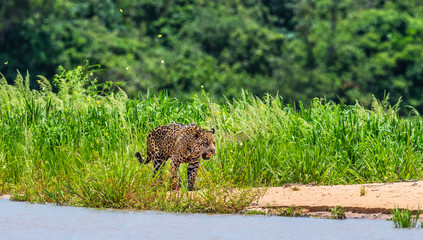 Jaguar is walking along the sand against the backdrop of beautiful nature. South America. Brazil. Pantanal National Park.