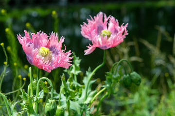 Obraz premium Beautiful flowers of Papaver somniferum or opium breadseed poppy plant