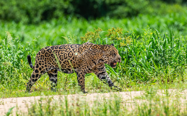 Jaguar is walking along the sand against the backdrop of beautiful nature. South America. Brazil. Pantanal National Park.