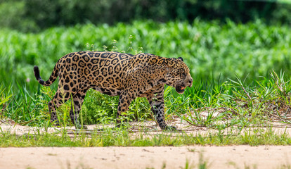 Jaguar is walking along the sand against the backdrop of beautiful nature. South America. Brazil. Pantanal National Park.