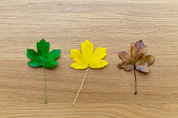 feuilles mortes présentant l'évolution du cycle des saisons