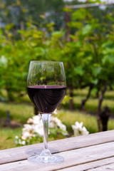 Tasting of red wine on Dutch vineyard in North Brabant