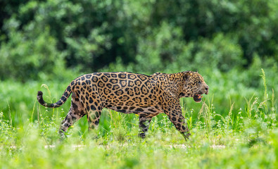 Jaguar is walking along the sand against the backdrop of beautiful nature. South America. Brazil. Pantanal National Park.