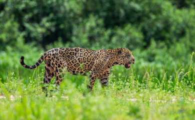 Jaguar is walking along the sand against the backdrop of beautiful nature. South America. Brazil. Pantanal National Park.