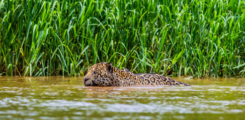 Jaguar is swimming on the river. South America. Brazil. Pantanal National Park.