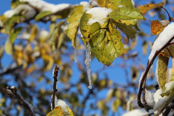  photo trees in the snow.the fall time of the year.on the branch of the tree green leaves.on them lies white snow and ice.sunny weather.the sky is blue.