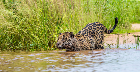Jaguar is looking for its prey in the water among the grass. South America. Brazil. Pantanal National Park.