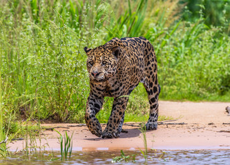 Jaguar is walking along the sand against the backdrop of beautiful nature. South America. Brazil....