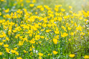 Obraz premium Green meadow with yellow wildflowers in the sunshine