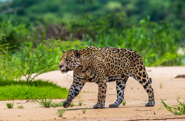 Jaguar is walking along the sand against the backdrop of beautiful nature. South America. Brazil. Pantanal National Park.