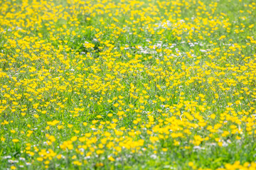 Green meadow with yellow wildflowers in the sunshine