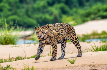 Jaguar is walking along the sand against the backdrop of beautiful nature. South America. Brazil. Pantanal National Park.