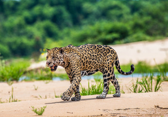 Jaguar is walking along the sand against the backdrop of beautiful nature. South America. Brazil. Pantanal National Park.