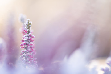Common heather, Calluna vulgaris, flowers covered with ice crystals