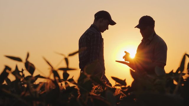Father farmer with son work in the field at sunset