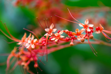 Flower on a spice plant in India