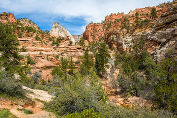 Fototapeta premium The Zion National Park. Landscape of rock hills and trees. Utah, USA
