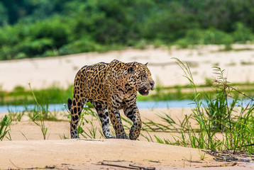 Fototapeta na wymiar Jaguar is walking along the sand against the backdrop of beautiful nature. South America. Brazil. Pantanal National Park.