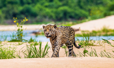 Jaguar is walking along the sand against the backdrop of beautiful nature. South America. Brazil....