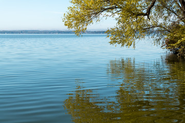 Reflections of a tree in a calm blue lake