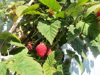 raspberry Bush