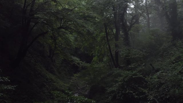 Mistery green forest and flowing river while summer rain. Drone view beautiful woodland at rainy day. Amaing forest in misty haze in overcast weather. Aerial forward view
