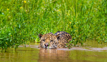 Jaguar is floating on the river. South America. Brazil. Pantanal National Park.