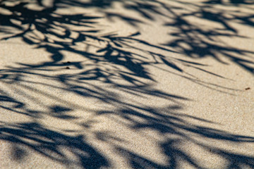 Parnidis dune in Nida. The Curonian Spit. Sand and Grass. People Walking On the Sand Dunes Images. Baltic Sea