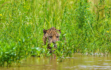 Jaguar is hiding in the grass. South America. Brazil. Pantanal National Park.