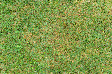 Grass background on rainy day. St. Augustine grass