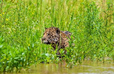 Jaguar is hiding in the grass. South America. Brazil. Pantanal National Park.