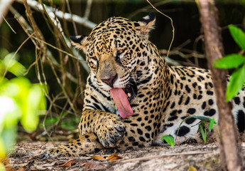 Fototapeta na wymiar Jaguar lies on the ground among the jungle. Close-up. South America. Brazil. Pantanal National Park.