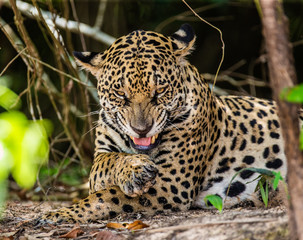 Jaguar lies on the ground among the jungle. Close-up. South America. Brazil. Pantanal National Park.