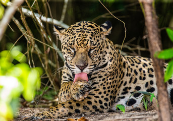 Jaguar lies on the ground among the jungle. Close-up. South America. Brazil. Pantanal National Park.