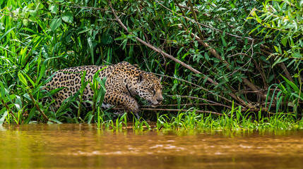 Jaguar is looking for its prey in the water among the grass. South America. Brazil. Pantanal National Park. © gudkovandrey
