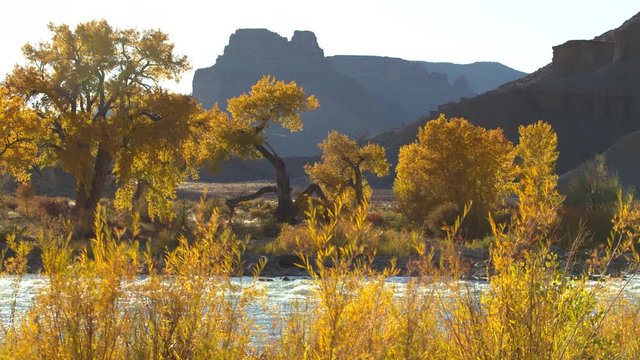 Autumn landscape in the Utah desert along the Green River as leaves glow.