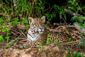 Jaguar lies on the ground among the jungle. Close-up. South America. Brazil. Pantanal National Park.