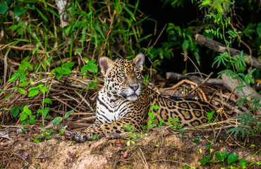 Naklejka na ściany i meble Jaguar lies on the ground among the jungle. Close-up. South America. Brazil. Pantanal National Park.