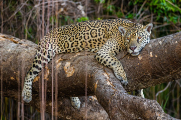 Jaguar lies on a picturesque tree in the middle of the jungle. South America. Brazil. Pantanal National Park.