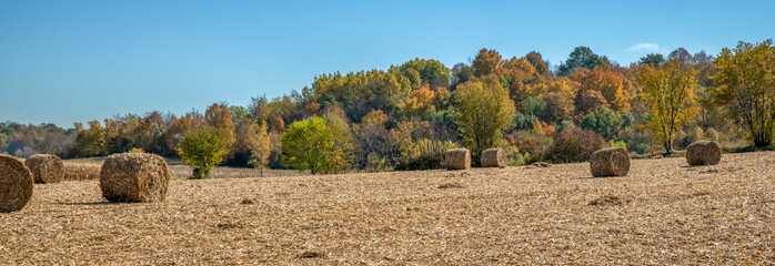 Bales of corn stalks in a field