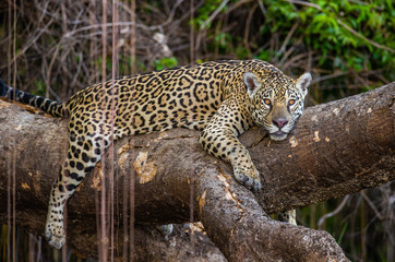 Fototapeta na wymiar Jaguar lies on a picturesque tree in the middle of the jungle. South America. Brazil. Pantanal National Park.