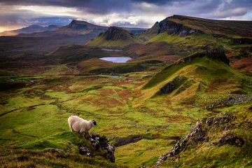 Gordijnen Lost sheep © DenisaV