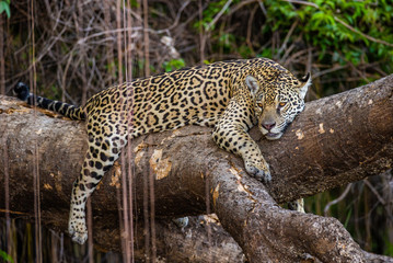 Jaguar lies on a picturesque tree in the middle of the jungle. South America. Brazil. Pantanal National Park.